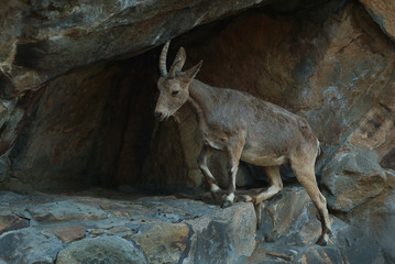 A mountain goat with horns in a stone cave in a rock.