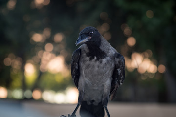 posing crow on the street