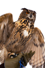 Close-up of an owl sitting on a man's arm