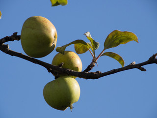 closeup view of apples on branch