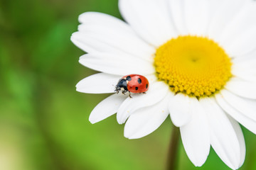 Fototapeta premium Ladybug on daisy or camomile flower. Shallow DOF