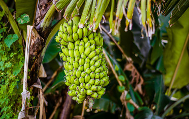 banana tree in the garden