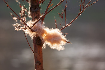 Autumn. A tree near a forest lake. On the branches, fluff from the reeds caught on. Soft focus.