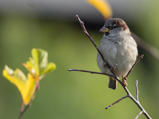 closeup of a sparrow on a branch