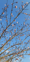 tree branches against blue sky