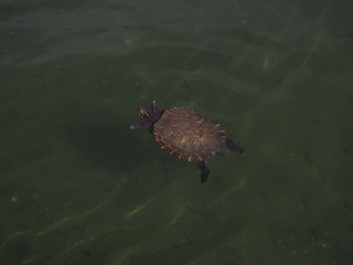 tortuga en bajo el agua