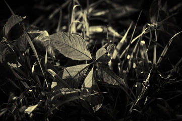 Fallen leaf of wild grape. Photographed in the back sun. Evening, autumnal quiet day. Soft focus. Black and white photography. Sepia.