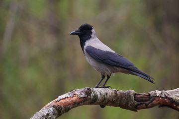 Hooded crow (Corvus cornix)