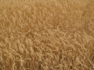 Golden wheat field