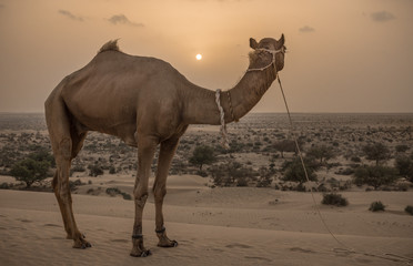 camel safari in indian desert in Jaisalmer