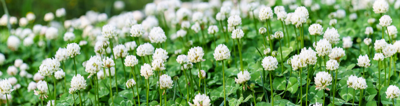 Panoramic view of white clover flowers on green color bokeh background