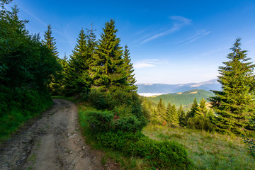 Fototapeta na wymiar forest on the grassy meadow in mountains. beautiful sunny landscape with distant valley full of fog. amazing morning scenery