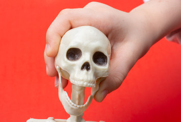 Hands holding model of human skull