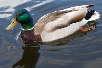 Green headed wild male mallard duck drake swimming - close up photo
