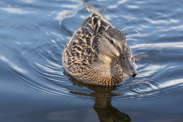 Wild female mallard duck swimming - close up photo