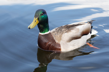 Green headed wild male mallard duck drake swimming - close up photo
