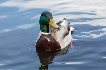 Green headed wild male mallard duck drake swimming - close up photo