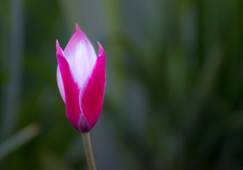 Blume Tulpe pink