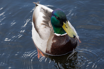 Green headed wild male mallard duck drake swimming - close up photo