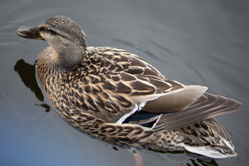 Wild female mallard duck swimming - close up photo