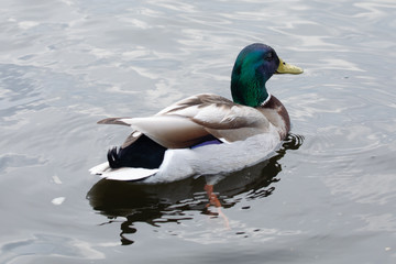 Green headed wild male mallard duck drake swimming - close up photo