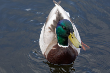 Green headed wild male mallard duck drake swimming - close up photo