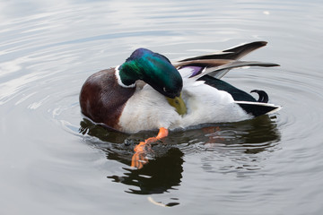 Green headed wild male mallard duck drake swimming - close up photo