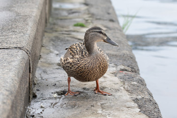 Wild female mallard duck on concrete river bank