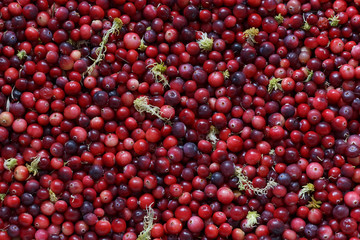Full frame image of red ripe cranberries. Close-up view of a natural wild berry with sprigs of white moss for a colorful wallpaper, background or poster