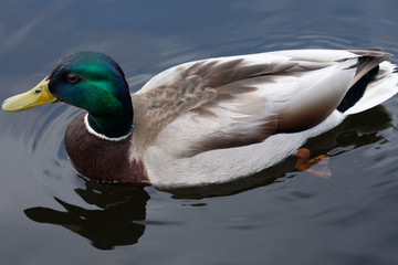 Green headed wild male mallard duck drake swimming - close up photo