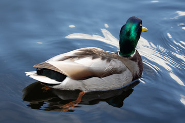 Green headed wild male mallard duck drake swimming - close up photo