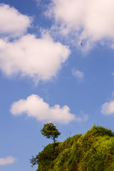 a tree with beautiful clouds above it
