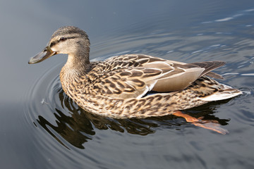 Wild female mallard duck swimming - close up photo