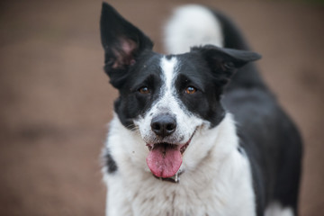Adult welsh corgi cardigan posing. Oldness and health