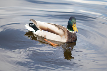 Green headed wild male mallard duck drake swimming - close up photo