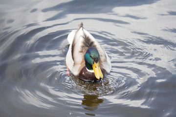 Green headed wild male mallard duck drake swimming - close up photo
