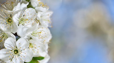 Cherry flowers with soft bokeh and text space. Floral spring background of nature