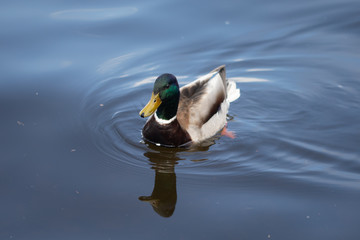 Green headed wild male mallard duck drake swimming - close up photo