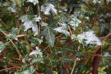 evergreen hedera leaves in the rain