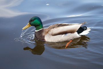 Green headed wild male mallard duck drake swimming - close up photo
