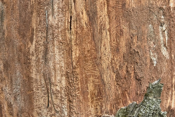 texture of tree bark decorated with patterns left over from the bark beetles