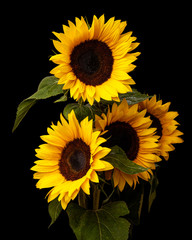 sunflower flower bouquet isolated on black background, wet petals with rain drops