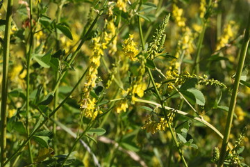 Closeup texture of some yellow melilot plants in bloom ( Melilotus officinalis ) with blossoms, green leaves and stems on a meadow
