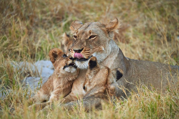 Fototapeta na wymiar Lioness and her cubs.