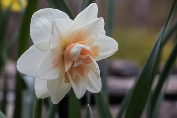 Closeup of a single intricate peach and white double daffodil blossom © Lucille Ryan Images