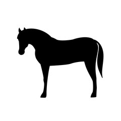 Horse silhouette isolated on white background.