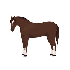 Horse vector illustration isolated on white background. Farm animal.