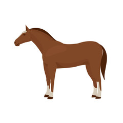 Horse vector illustration isolated on white background. Farm animal.