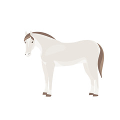 Obraz na płótnie Canvas Horse vector illustration isolated on white background. Farm animal.