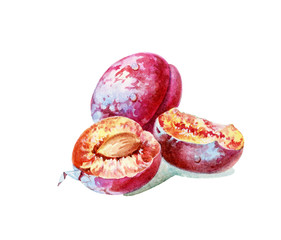 Ripe plums. Colorful fruits. Plums isolated on a white background. Handmade watercolors.